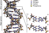 DNA_Structure_Schematic