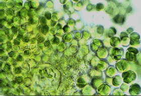 cyanobacteria-chroococcidiopsis