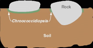 cyanobacteria-underside-rocks-diagram