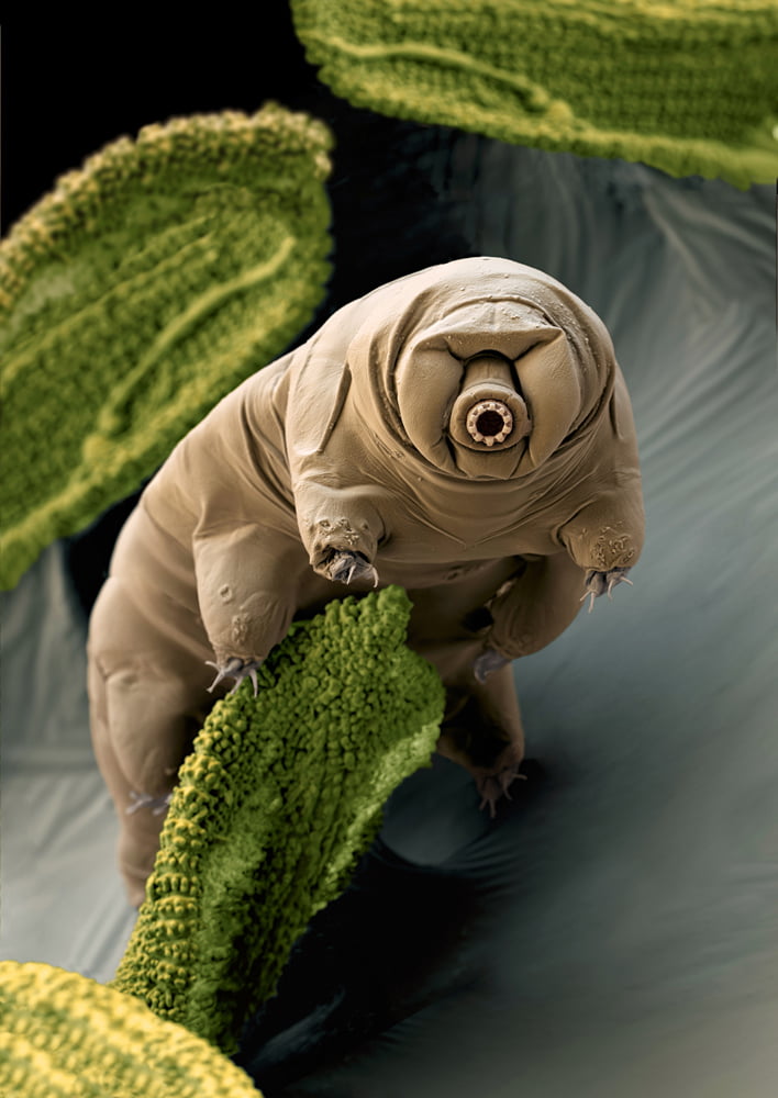 Water Bear or Tardigrade