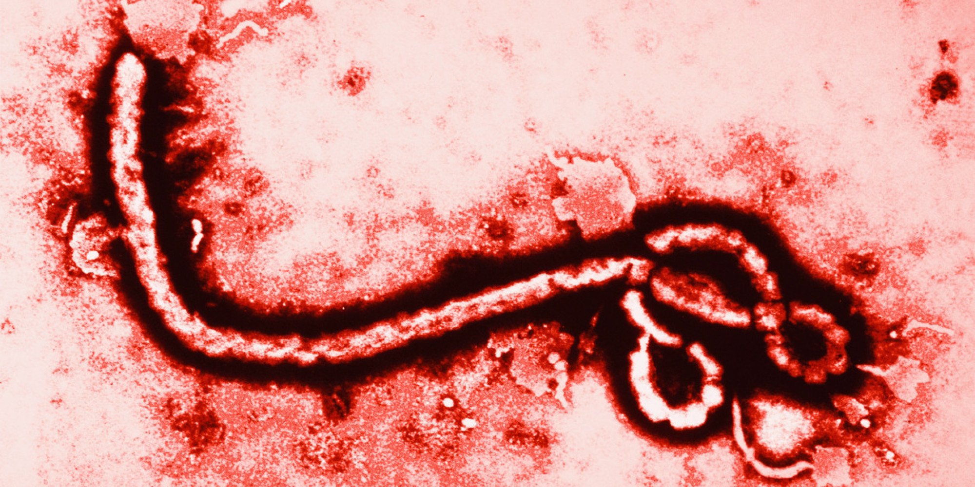 Ebola manufactured by the US