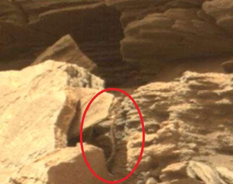 Alien snake spotted on Mars, fuels rumors of life’s existence on red planet