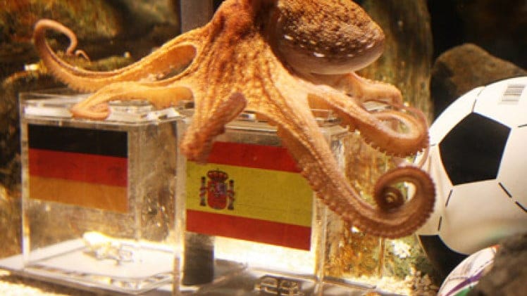 Psychic Octopus Search Undertaken By German Aquarium