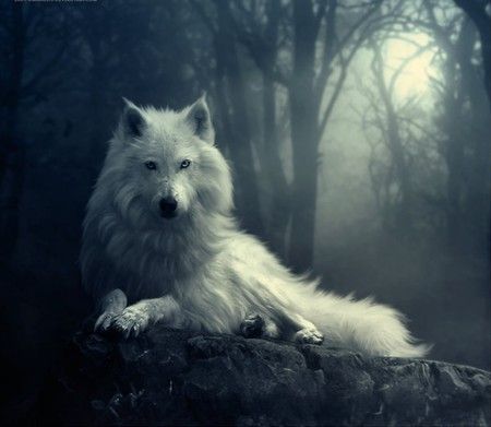 True Creature Story: Direwolf